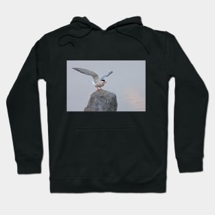 Common Tern Hoodie